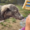 Ortensia sucht passendes Körbchen