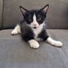 DOMINO