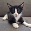 DOMINO