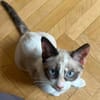 GRACIE À ADOPTER AVEC UN CHAT DÉJÀ PRÉSENT CHEZ VOUS