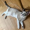 GRACIE À ADOPTER AVEC UN CHAT DÉJÀ PRÉSENT CHEZ VOUS
