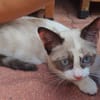 GRACIE À ADOPTER AVEC UN CHAT DÉJÀ PRÉSENT CHEZ VOUS