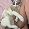 GRACIE À ADOPTER AVEC UN CHAT DÉJÀ PRÉSENT CHEZ VOUS