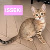 ISSEKI À ADOPTER AVEC UN CHAT DÉJÀ PRÉSENT CHEZ VOUS
