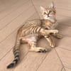 ISSEKI À ADOPTER AVEC UN CHAT DÉJÀ PRÉSENT CHEZ VOUS