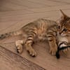 ISSEKI À ADOPTER AVEC UN CHAT DÉJÀ PRÉSENT CHEZ VOUS
