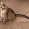 ISSEKI À ADOPTER AVEC UN CHAT DÉJÀ PRÉSENT CHEZ VOUS