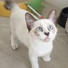 Liebe Katzenkinder Cali, Tina und Eddie