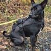 Marco ein kleiner Pinscher sucht sein Zuhause