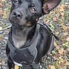 Marco ein kleiner Pinscher sucht sein Zuhause