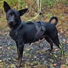 Marco ein kleiner Pinscher sucht sein Zuhause