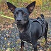 Marco ein kleiner Pinscher sucht sein Zuhause