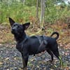 Marco ein kleiner Pinscher sucht sein Zuhause