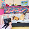 Bambu sucht ein Zuhause / Pflegestelle