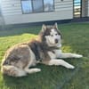 🐾 Rudik sucht sein Für-immer-Zuhause 🐾