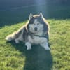 🐾 Rudik sucht sein Für-immer-Zuhause 🐾