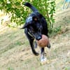 Charmanter Sammy braucht führende Konsequenz