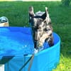 Charmanter Sammy braucht führende Konsequenz