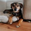 Laki  menschenbezogener Herzenshund sucht sein Für-immer