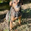Laki  menschenbezogener Herzenshund sucht sein Für-immer
