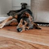 Laki  menschenbezogener Herzenshund sucht sein Für-immer
