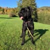 Muná, Riesenschnauzer (geb.05/2021)