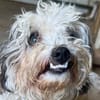 SMILEY-zauberhafter, liebenswürdiger Bichon-Mix-Rüde
