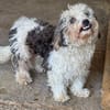 SMILEY-zauberhafter, liebenswürdiger Bichon-Mix-Rüde
