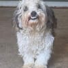 SMILEY-zauberhafter, liebenswürdiger Bichon-Mix-Rüde