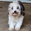 SMILEY-zauberhafter, liebenswürdiger Bichon-Mix-Rüde