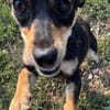 Primadonna, junge Pinscher Hündin