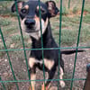 Primadonna, junge Pinscher Hündin