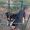 Primadonna, junge Pinscher Hündin