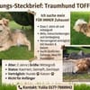 Toffik sucht sein liebevolles Zuhause