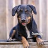 RAMON