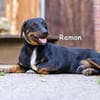 RAMON