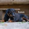 RAMON
