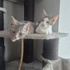 Pure Energie  Yuki und Lilly in Lorch