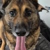 Rex ein liebevoller Schäferhund Sucht ein Zuhause