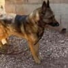 Rex ein liebevoller Schäferhund Sucht ein Zuhause
