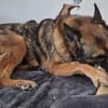 Rex ein liebevoller Schäferhund Sucht ein Zuhause