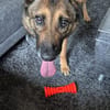 Rex ein liebevoller Schäferhund Sucht ein Zuhause