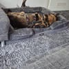Rex ein liebevoller Schäferhund Sucht ein Zuhause