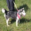 AMARA - junge clevere Husky-Hündin