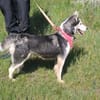 AMARA - junge clevere Husky-Hündin