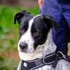 Cookie sucht einen Platz als Einzelprinz