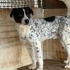 Cookie sucht einen Platz als Einzelprinz