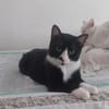 Milo Freundlicher Kater sucht Familie zum Kuscheln