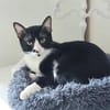 Milo Freundlicher Kater sucht Familie zum Kuscheln