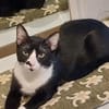 Milo Freundlicher Kater sucht Familie zum Kuscheln